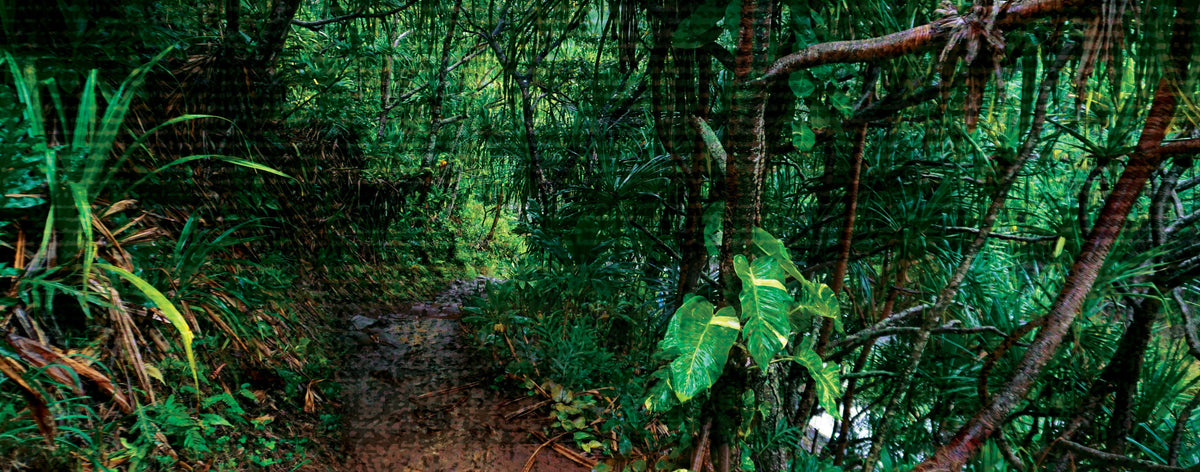 top_banner_background